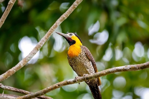 Close-up of a colorful Campo flicker perched on a bar branch against green defocused background,