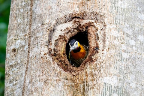 Close-up of a Campo flicker looks out of a tree hole, Pantanal Wetlands, Mato Grosso, Brazil, South
