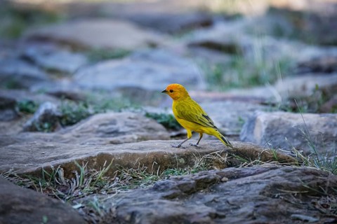 Close-up of a cute little Saffron finch perched on a cobble stone, Barichara, Colombia, South