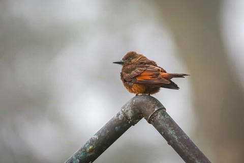 Cute Swallow flycatcher perched on a pipe against defocused gray background, Serra da Mantiqueira,