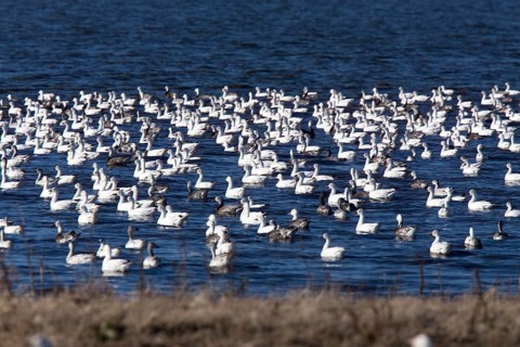 Swarm of Snow Geese in Saskatchewan Canada