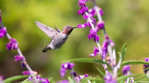 Anna's Hummingbird in Flight, Purple Flowers, Color Image, Day