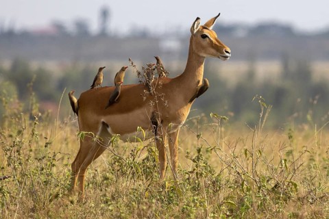 Eight oxpeckers cleaning a released impala in Nairobi National Park