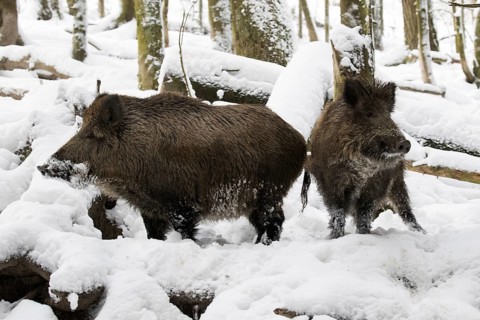 Two wild boars in the snowy forest