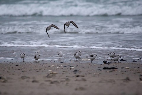 Running and soaring sanderlings on the beach of Heligoland