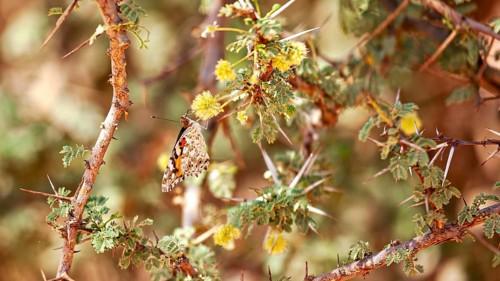 A butterfly rests on thorny twigs with yellow flowers in a dry, warm environment, a thistle