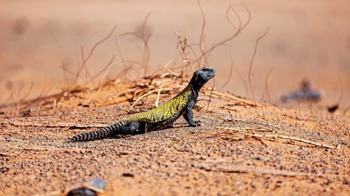 A lizard sits on sandy ground with dry branches in the desert, North African Thorntail Agama