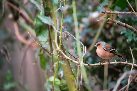 Common male chaffinch in the forest