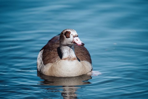 Duck (anatis) Offenbach am Main, Germany, Europe