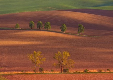 Rural abstract landscape with chestnut alley in South Moravia, Czech Republic, Europe