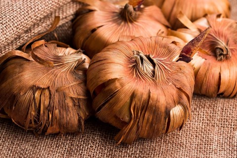 Gladiola bulbs ready to plant in the spring garden