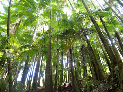 Light falls through palm trees in the rainforest, Big Island of Hawaii, USA USA