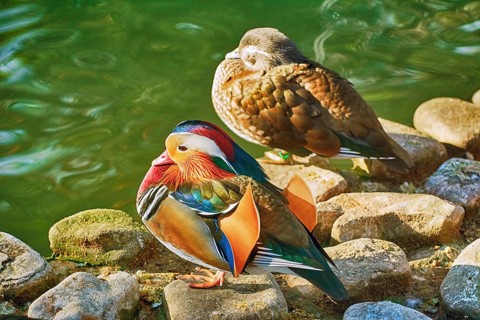 Mandarin Ducks On Stones near the Pond Varna, Bulgaria, Europe