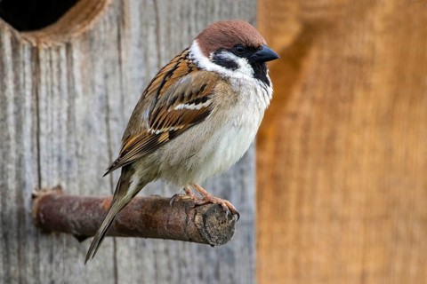 tree sparrow