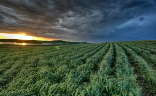 Sunset nad durum wheat crop storm clouds