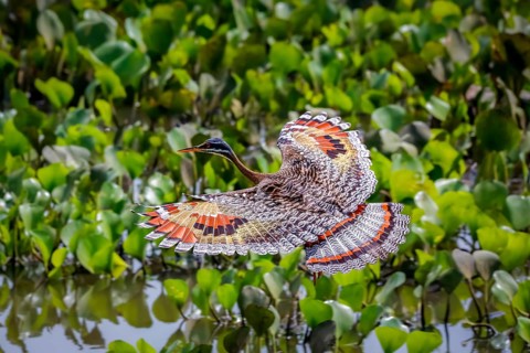 High angle view of beautiful Sunbittern in flight against green background with wonderful patterned