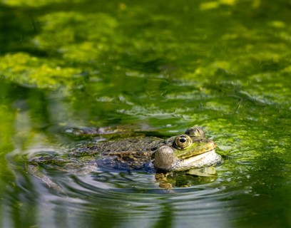 Closeup of a green frog in pond full of algae