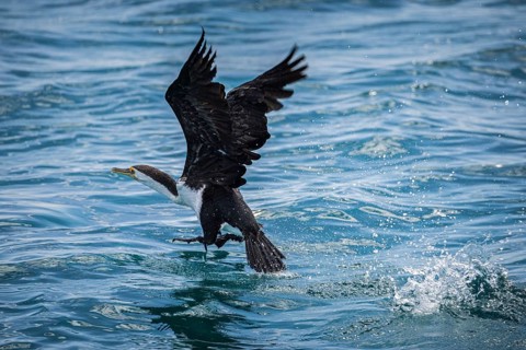 Phalacrocorax varius, also known as the magpie cormorant, starts, Monkey Mia, Shark Bay, Western