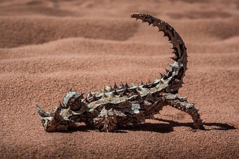 Thorny devil, or thorny devil (Moloch horridus), also Moloch, Shark Bay, Western Australia,