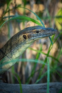Mertens' monitor lizard (Varanus mertensi), Litchfield National Park, Northern Territory,