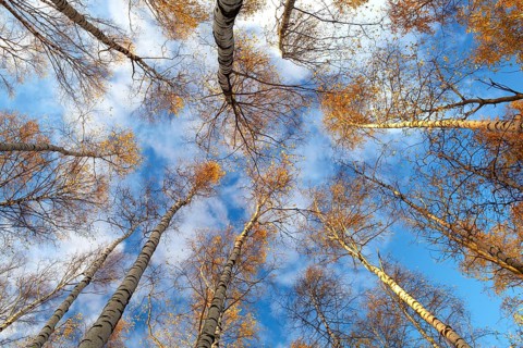 Looking up in a birch trees. Beautiful nature background. Low angle shot