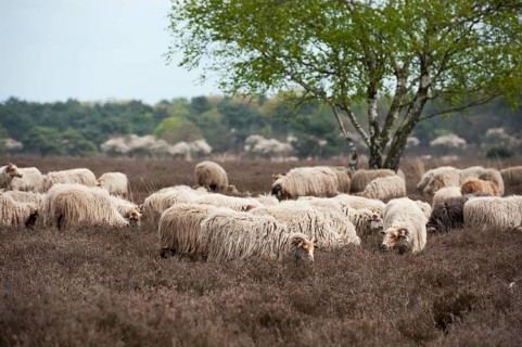 Sheep herd grazing in moorland at spring