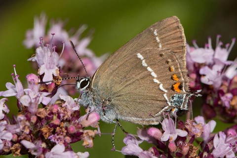 Buckthorn Fritillary (Satyrium spini)