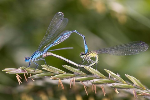 Horseshoe damselfly - Coenagrion puella - during mating (Coenagrion puella)