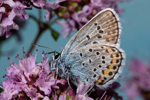 Argus Blue, White Clover Blue (Plebejus argus)