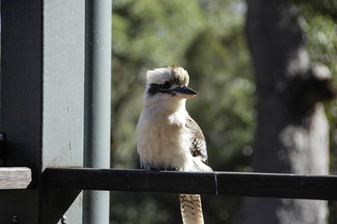 A little bird is sitting on the window