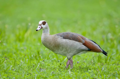 Egyptian goose (Alopochen aegyptiacus)