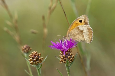 Meadow Brown (Maniola jurtina)
