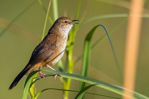 African Bush Warbler, Bradyperus baboecala, Little Rush Warbler, Little Rush Warbler, Mégalure