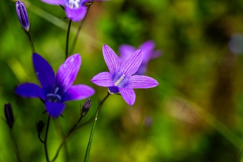 Meadow bellflower, Campanula patula, Veitsch, Styria, Austria, Europe