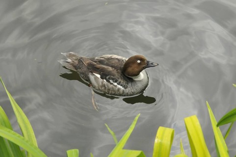 Bufflehead duck, female (Bucephala albeola)