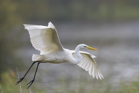 Great White Egret (Casmerodius albus)