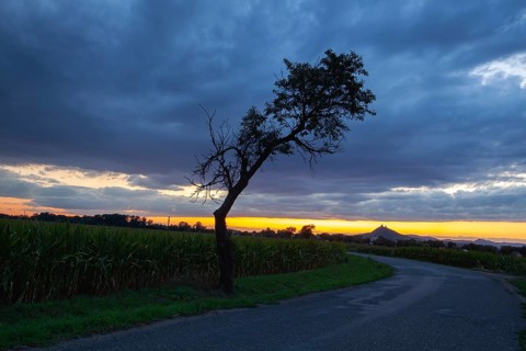 On the empty road between fields before harvesting at dramatic sunter. On the horizon silhouette of