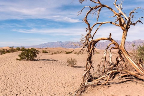 Scenic Mesquite Flat Sand Dunes in the Death Valley, USA, North America