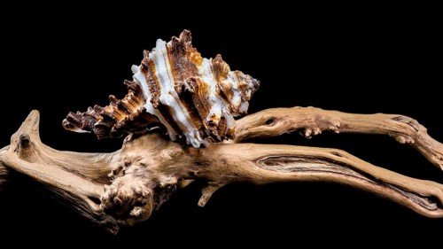 Close-up of an Endive Murex snail shell, Muricidae family, resting on rugged driftwood,
