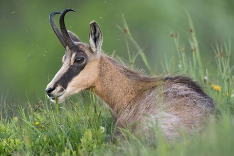Chamois (Rupicapra rupicapra) lying, resting in fresh green grass of an alpine meadow in