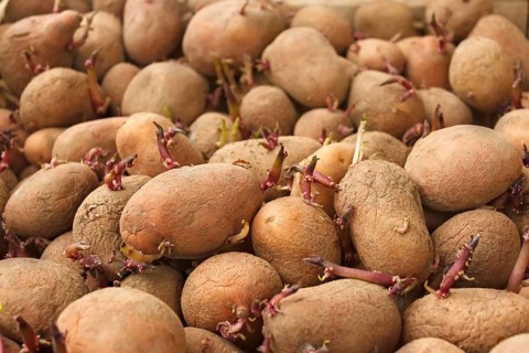 Heap of sprouting potato tubers before planting into the soil