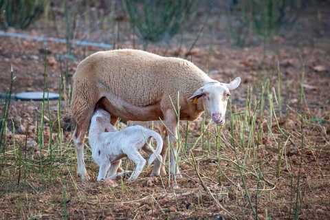A ewe nursing a lamb on pasture with earth and grass, Llubí, Majorca, Spain, Europe