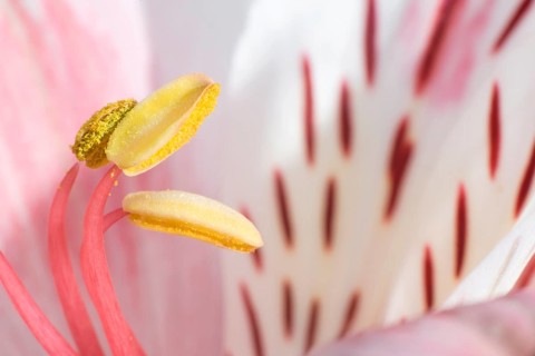 Macro shot flower blossom