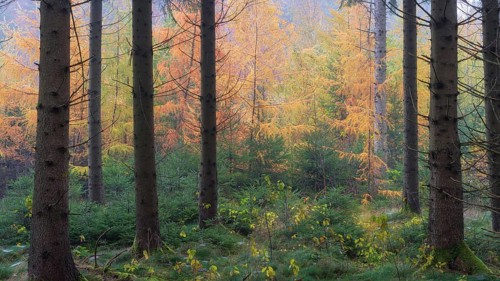 Panorama of larch trees with fall colors with mist in the morning near Biberach