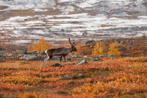 Reindeer in Lapland, northern Sweden at Abisko National Park. Autumnal atmosphere with snow-covered