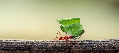 Leaf-cutter ant (Atta cephalotes) carrying a piece of leaf, rainforest, Costa Rica, Central America