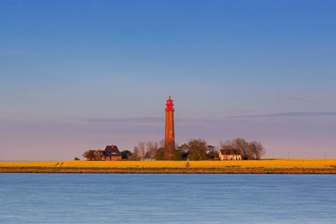 Flügge, Fluegge lighthouse in flowering rape field at sunset on Fehmarn island in the Baltic Sea in