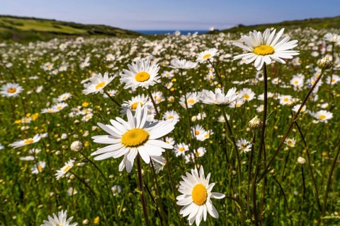 Meadow with flowering daisies (Leucanthemum) . Zennor, Cornwall, England, Great Britain