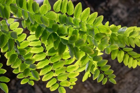 Leaves of a common acacia (Robinia pseudoacacia) backlit, Bavaria, Germany, Europe