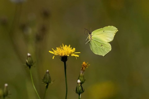 A brimstone (Gonepteryx rhamni) approaching the flower of rough hawksbeard (Crepis biennis), Hesse,